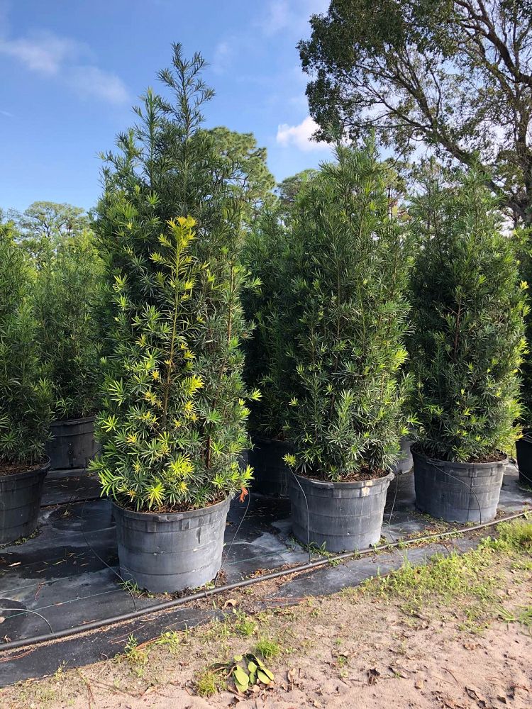 podocarpus-macrophyllus-maki-japanese-yew