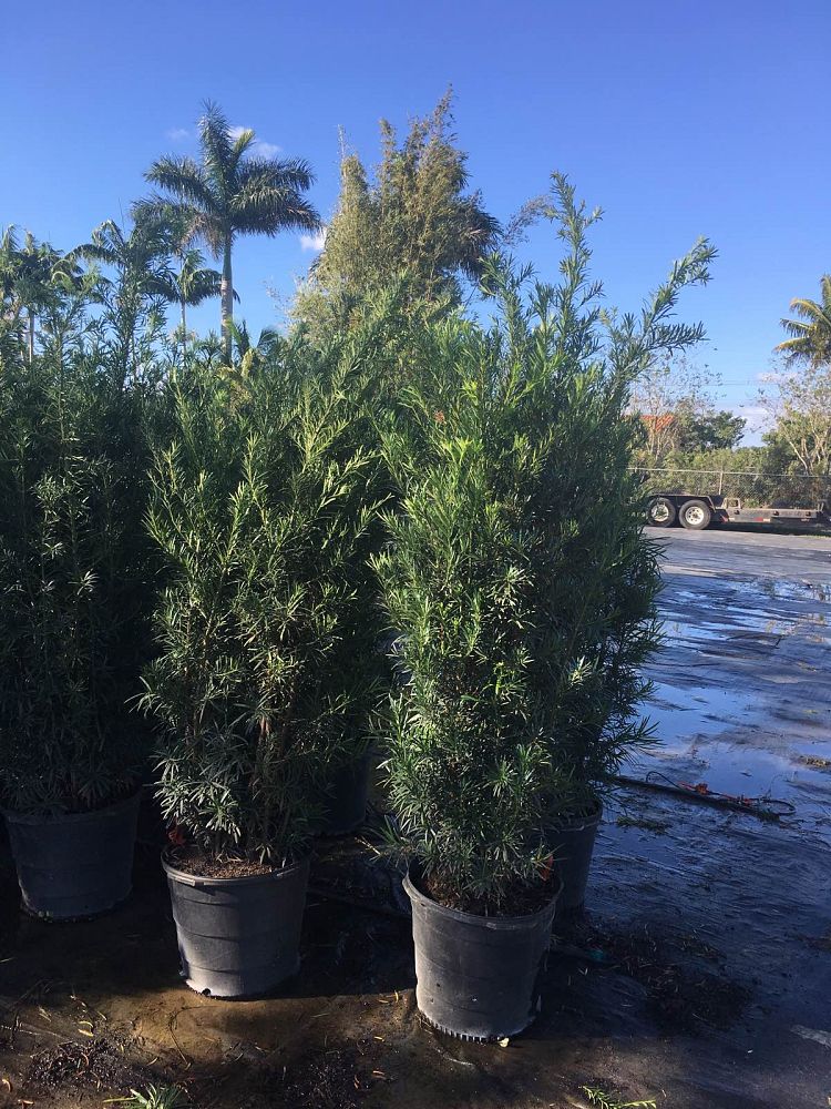 podocarpus-macrophyllus-maki-japanese-yew
