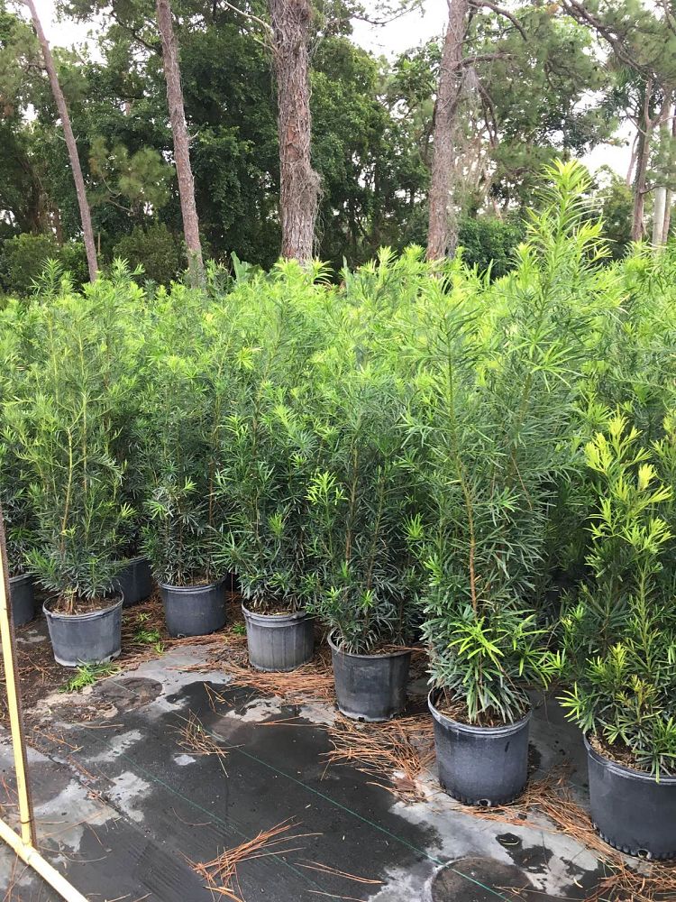 podocarpus-macrophyllus-maki-japanese-yew