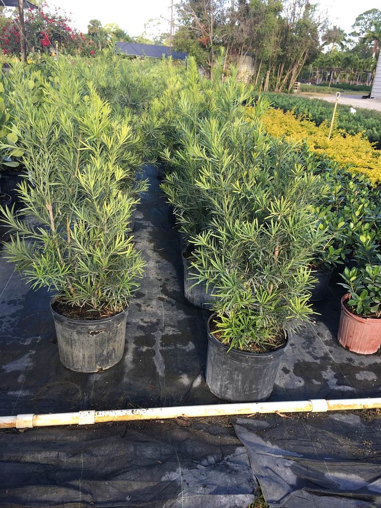 podocarpus-macrophyllus-maki-japanese-yew