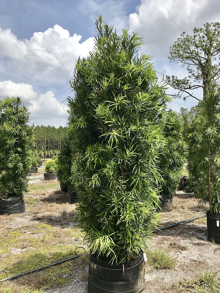 podocarpus-macrophyllus-maki-japanese-yew