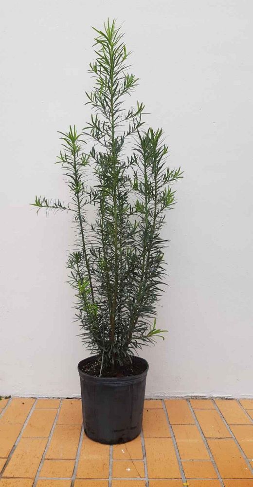 podocarpus-macrophyllus-maki-japanese-yew