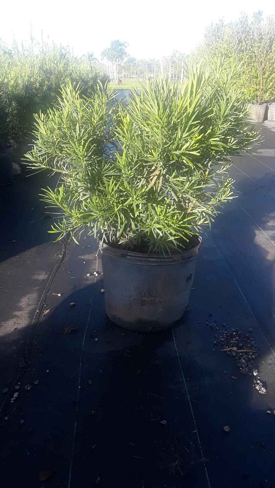podocarpus-macrophyllus-maki-japanese-yew