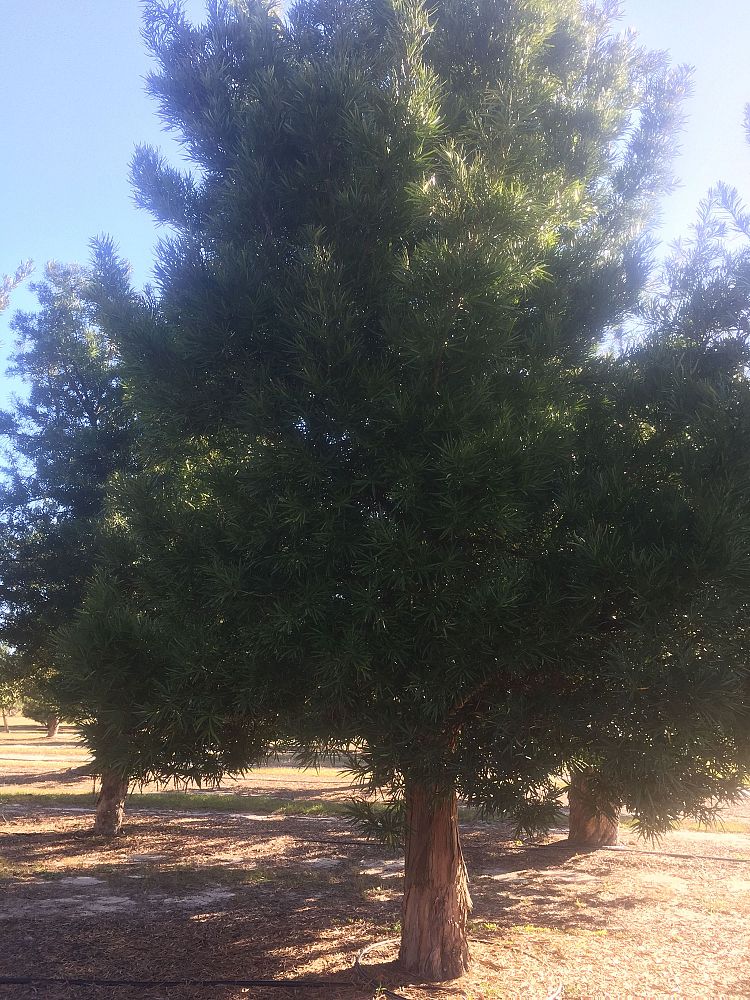 podocarpus-macrophyllus-maki-japanese-yew