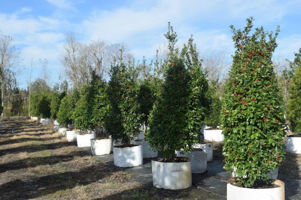 podocarpus-macrophyllus-maki-japanese-yew