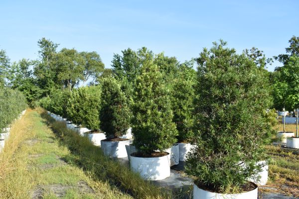 podocarpus-macrophyllus-maki-japanese-yew