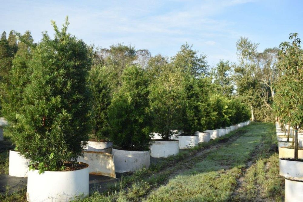 podocarpus-macrophyllus-maki-japanese-yew