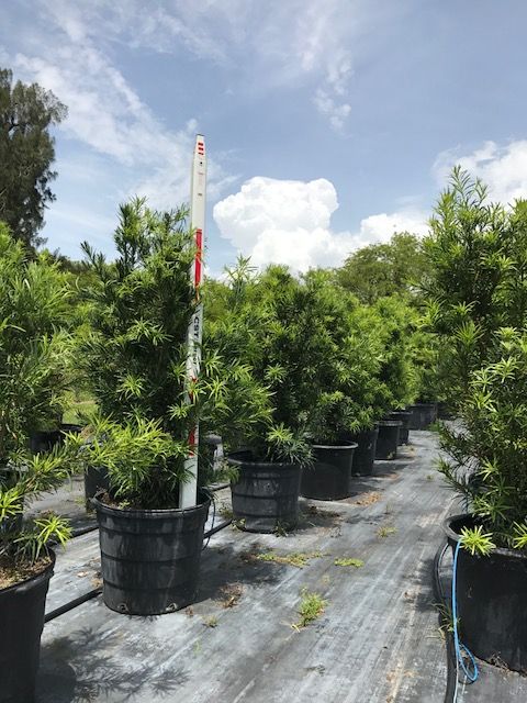 podocarpus-macrophyllus-maki-japanese-yew