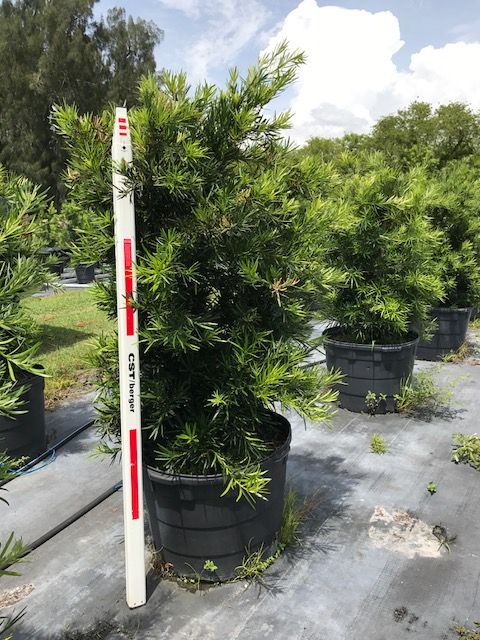 podocarpus-macrophyllus-maki-japanese-yew