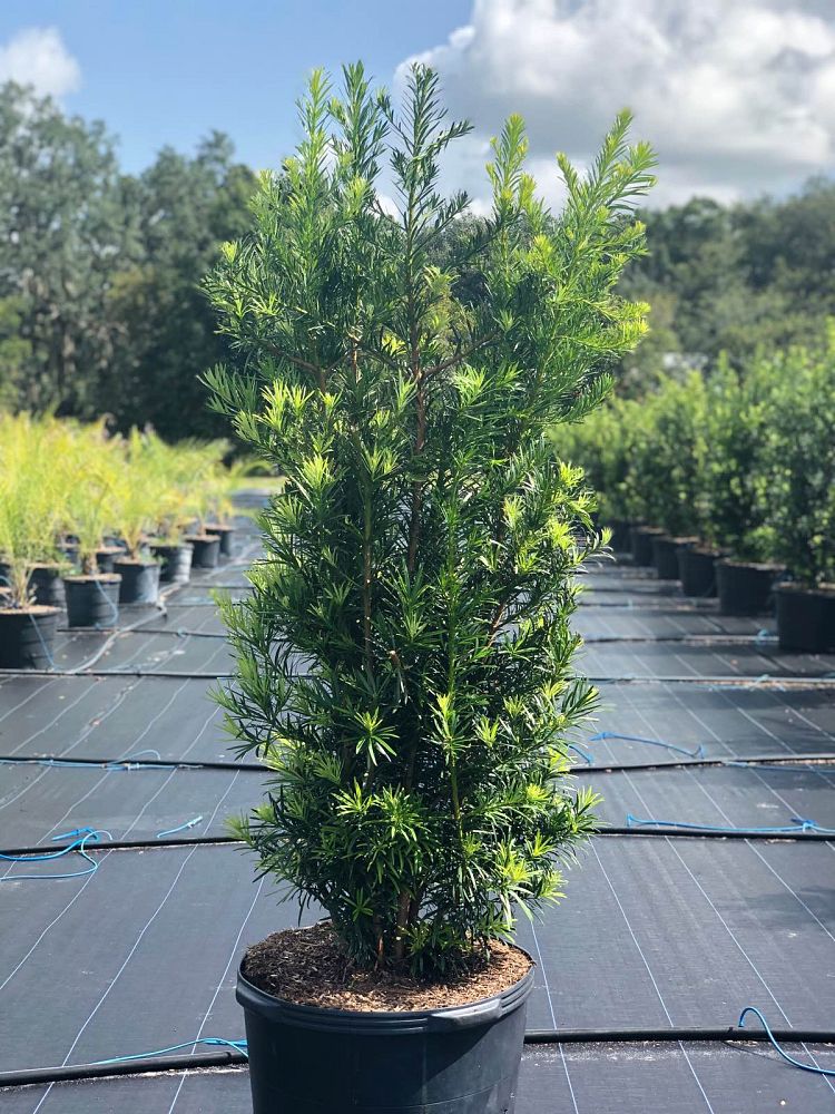 podocarpus-macrophyllus-maki-japanese-yew