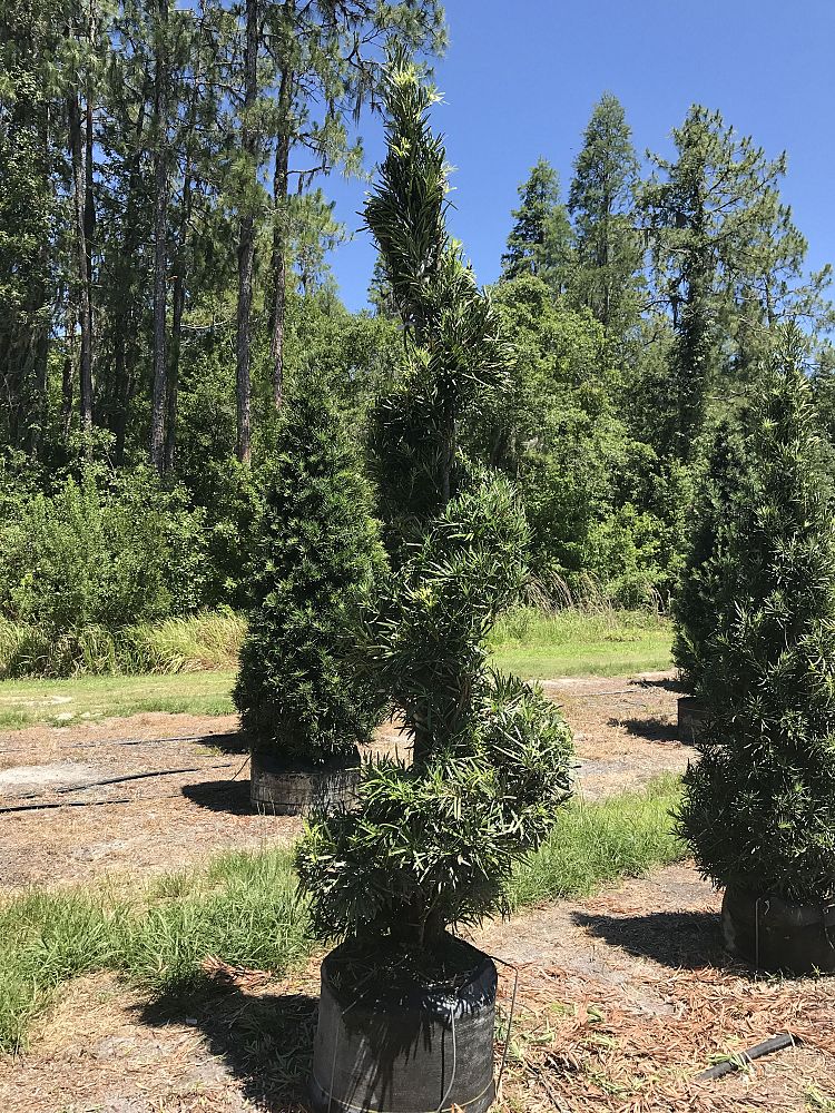 podocarpus-macrophyllus-maki-japanese-yew