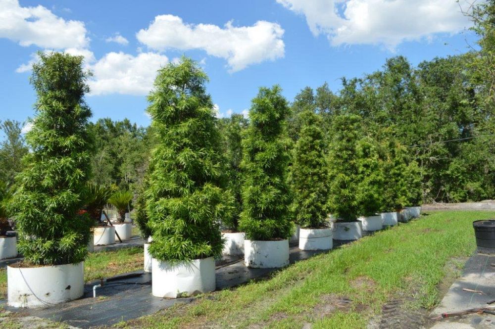 podocarpus-macrophyllus-maki-japanese-yew