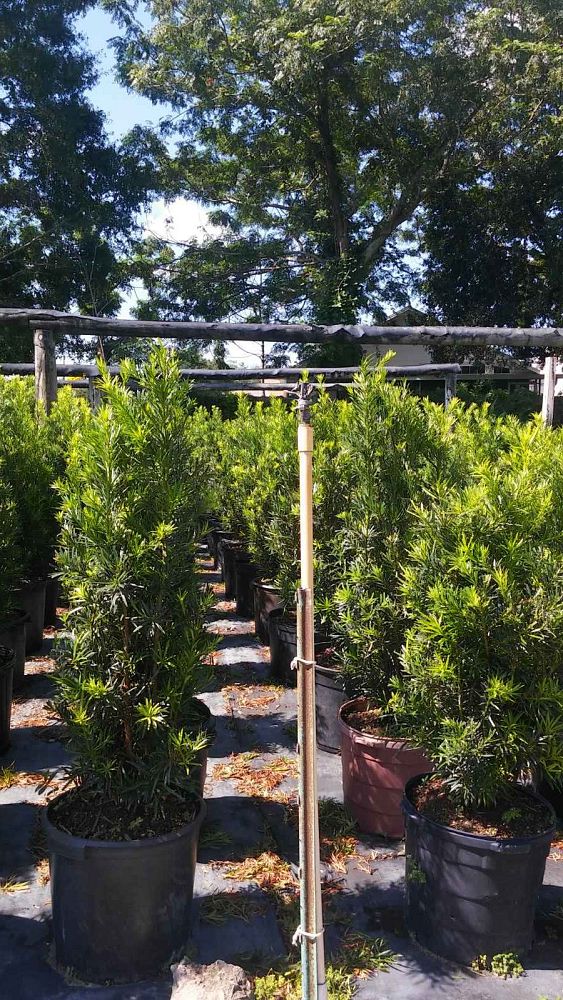 podocarpus-macrophyllus-maki-japanese-yew