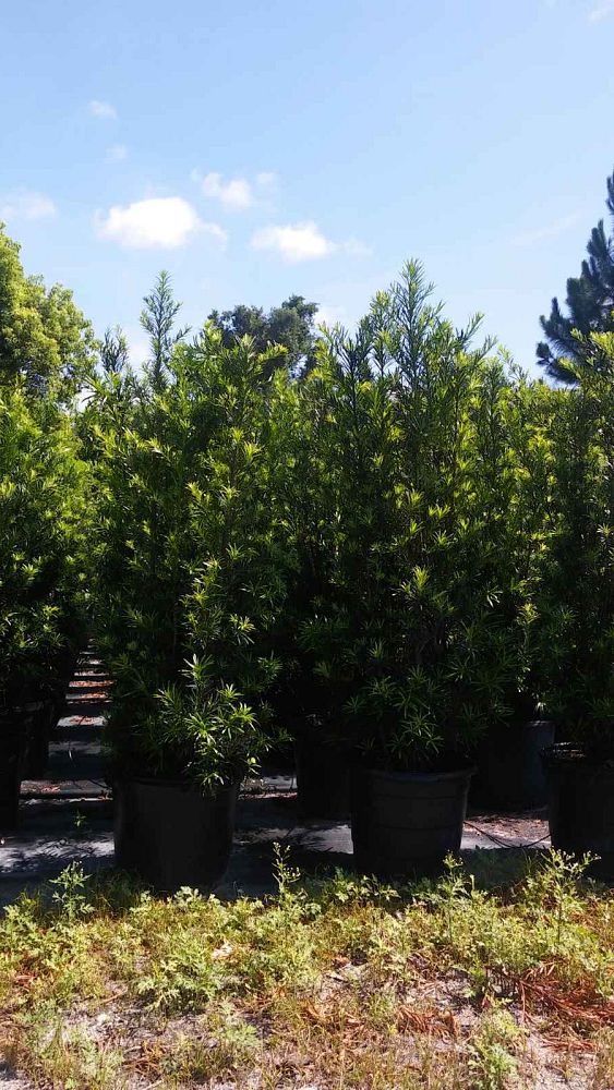 podocarpus-macrophyllus-maki-japanese-yew