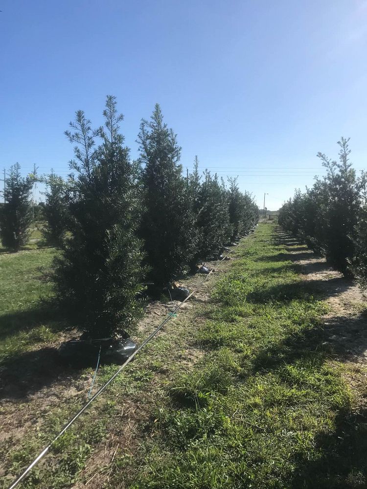 podocarpus-macrophyllus-maki-japanese-yew