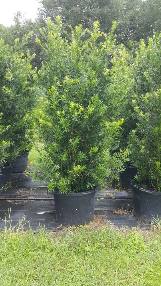 podocarpus-macrophyllus-maki-japanese-yew