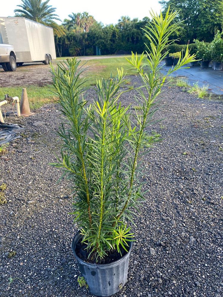 podocarpus-macrophyllus-maki-japanese-yew