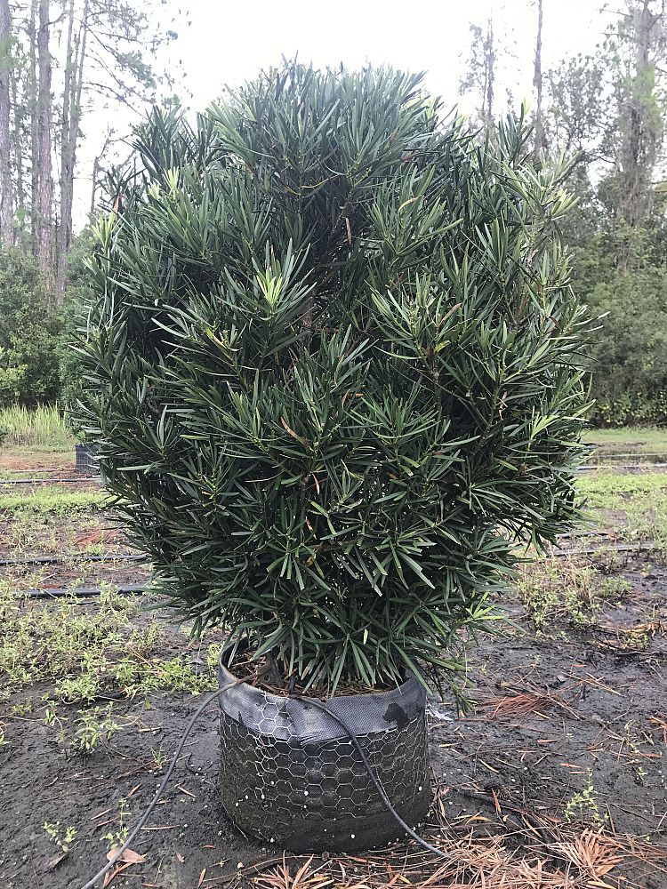 podocarpus-macrophyllus-maki-japanese-yew