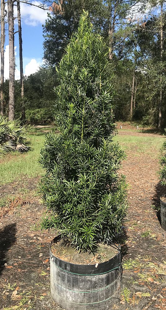podocarpus-macrophyllus-maki-japanese-yew