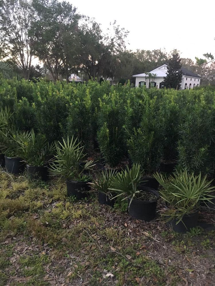 podocarpus-macrophyllus-maki-japanese-yew