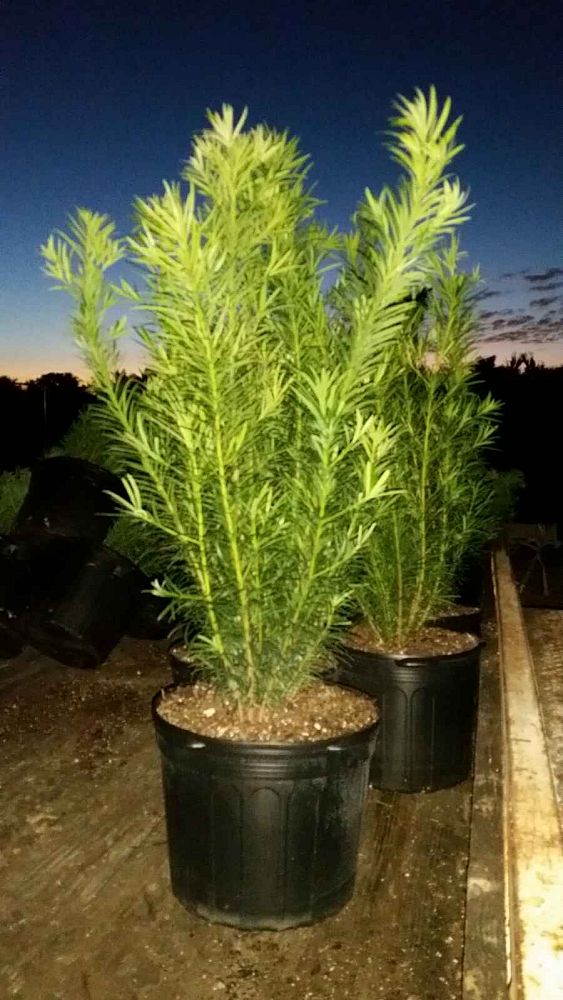 podocarpus-macrophyllus-maki-japanese-yew