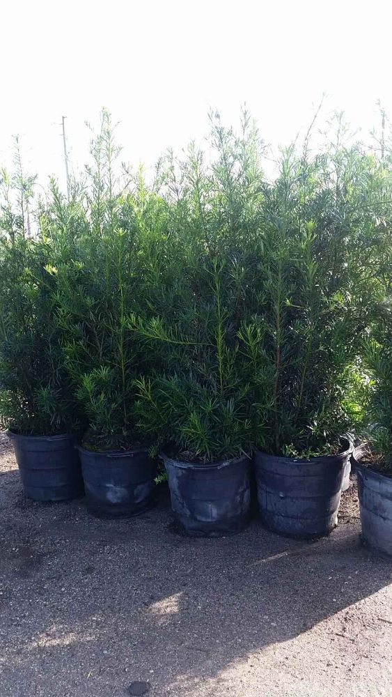 podocarpus-macrophyllus-maki-japanese-yew