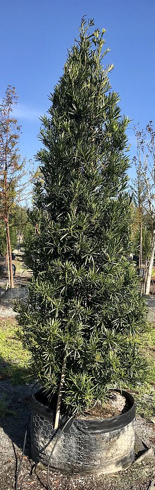 podocarpus-macrophyllus-maki-japanese-yew
