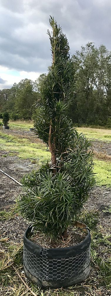 podocarpus-macrophyllus-maki-japanese-yew
