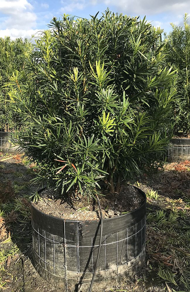 podocarpus-macrophyllus-maki-japanese-yew