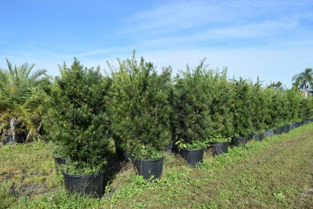 podocarpus-macrophyllus-maki-japanese-yew