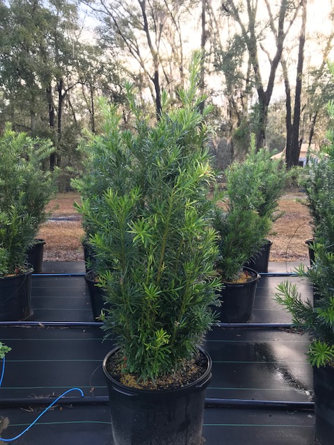podocarpus-macrophyllus-maki-japanese-yew