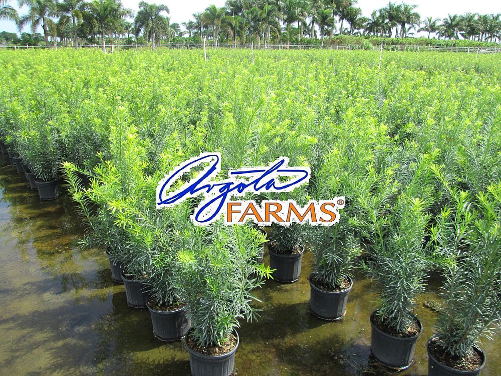 podocarpus-macrophyllus-maki-japanese-yew