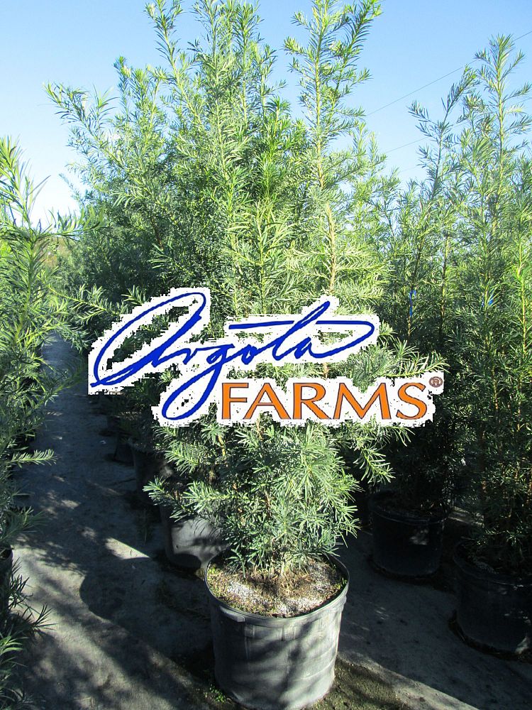 podocarpus-macrophyllus-maki-japanese-yew