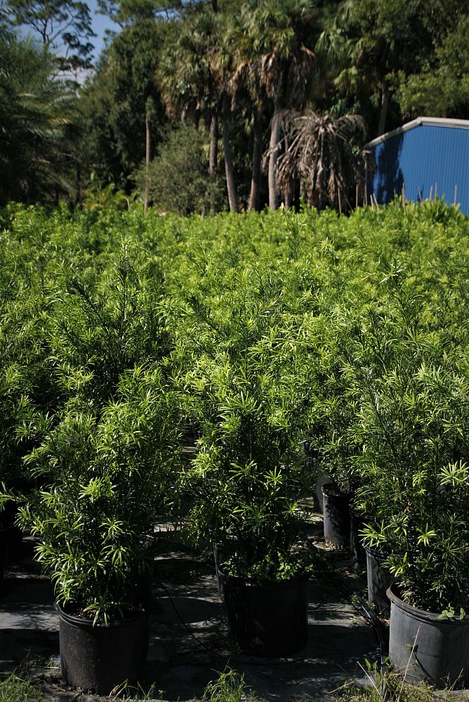 podocarpus-macrophyllus-maki-japanese-yew