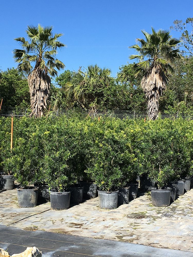 podocarpus-macrophyllus-maki-japanese-yew