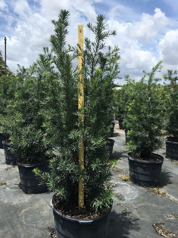 podocarpus-macrophyllus-maki-japanese-yew