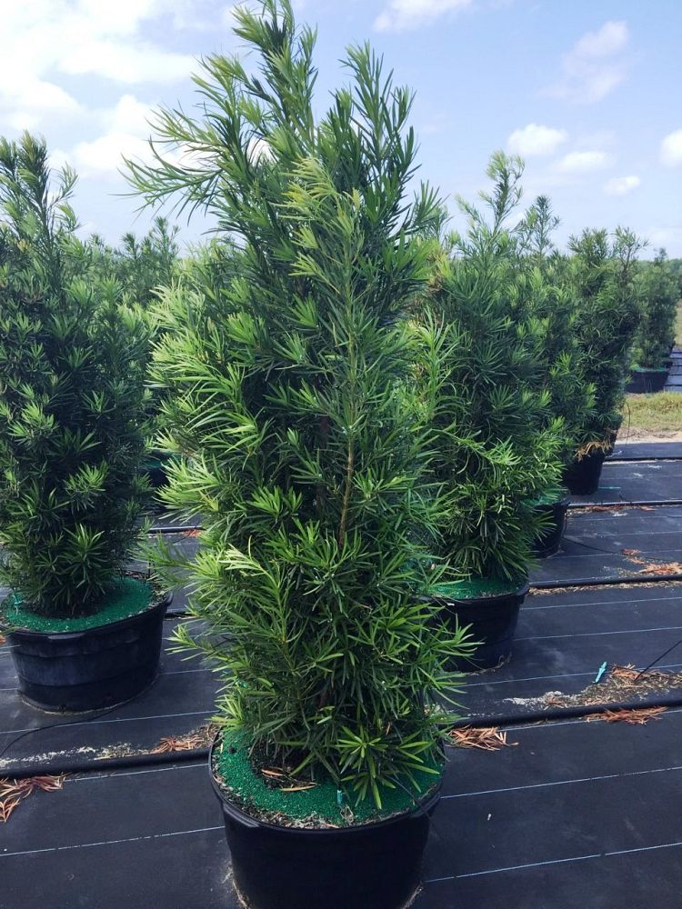 podocarpus-macrophyllus-maki-japanese-yew