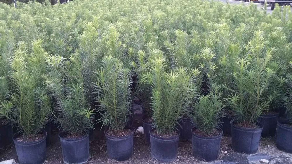 podocarpus-macrophyllus-maki-japanese-yew