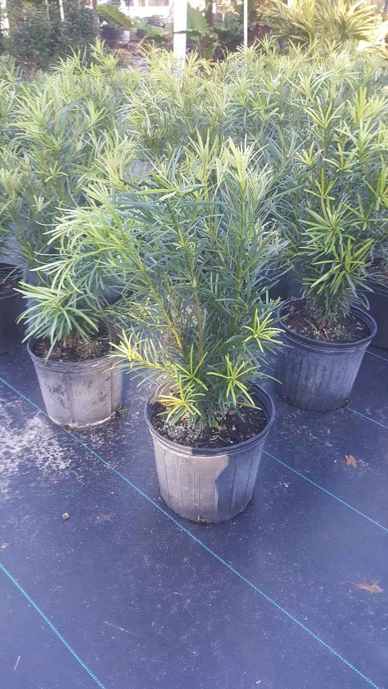 podocarpus-macrophyllus-maki-japanese-yew
