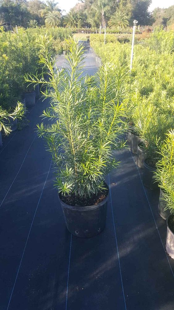 podocarpus-macrophyllus-maki-japanese-yew