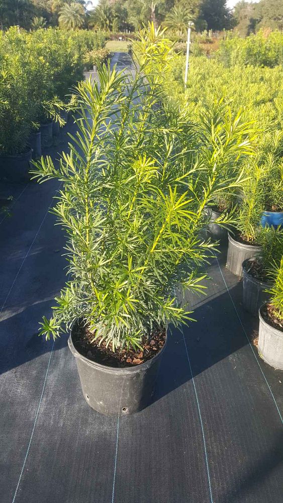 podocarpus-macrophyllus-maki-japanese-yew