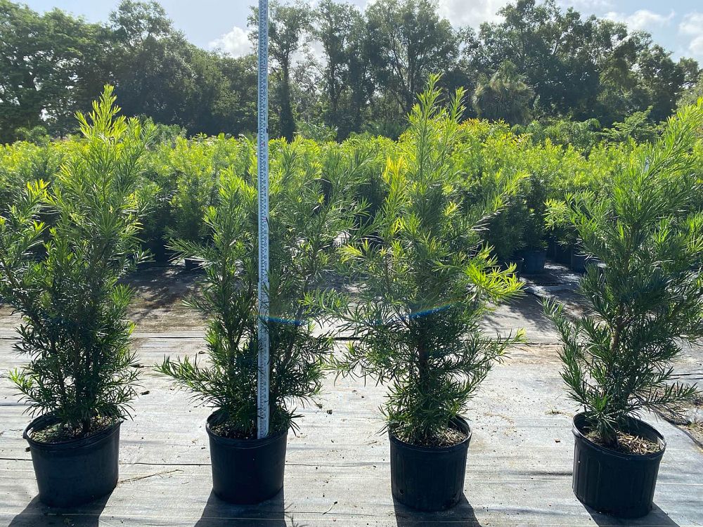 podocarpus-macrophyllus-maki-japanese-yew