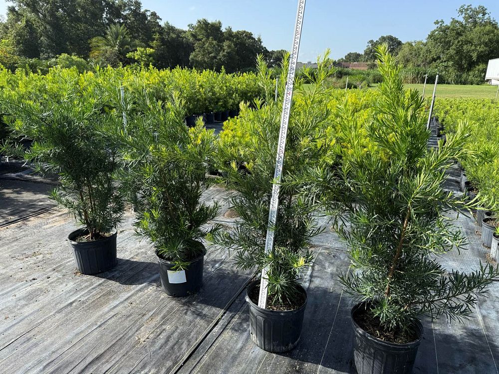 podocarpus-macrophyllus-maki-japanese-yew