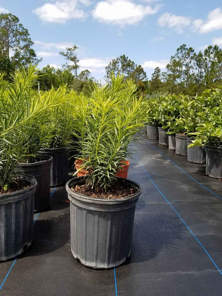 podocarpus-macrophyllus-maki-japanese-yew
