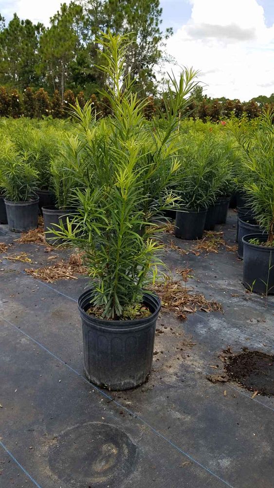 podocarpus-macrophyllus-maki-japanese-yew