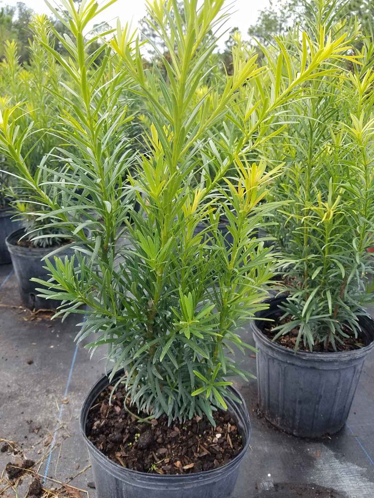 podocarpus-macrophyllus-maki-japanese-yew