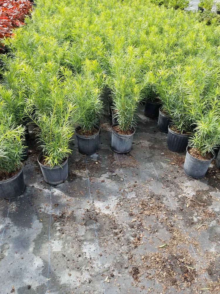 podocarpus-macrophyllus-maki-japanese-yew
