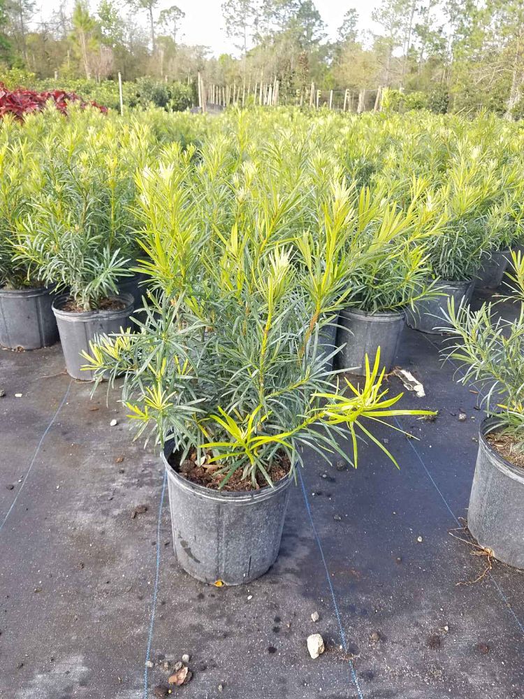 podocarpus-macrophyllus-maki-japanese-yew