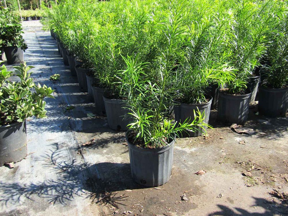 podocarpus-macrophyllus-maki-japanese-yew