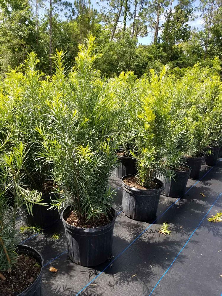 podocarpus-macrophyllus-maki-japanese-yew